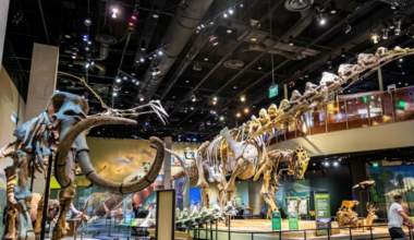 Top 10 Things To Do This Week In Plano, Frisco And Beyond - Local Profile