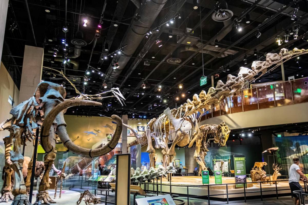 Top 10 Things To Do This Week In Plano, Frisco And Beyond - Local Profile