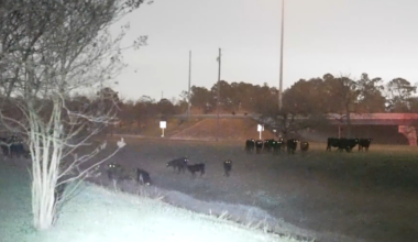 Cows escape property near Oates Prairie, wrangled back home