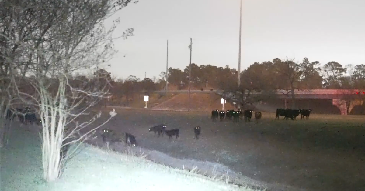 Cows escape property near Oates Prairie, wrangled back home