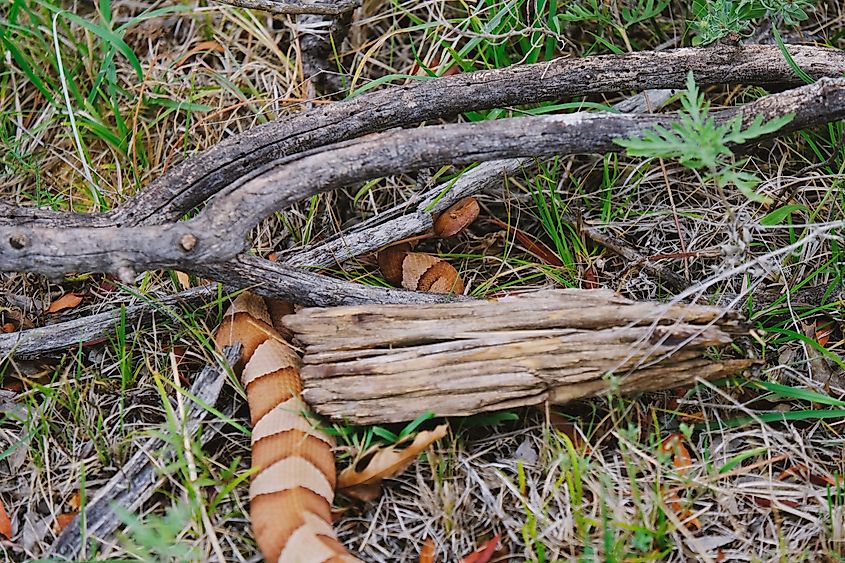 A copperhead snake well-hidden under a fallen tree branch.