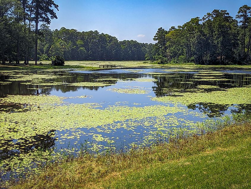 Sam Houston National Forest in Texas.