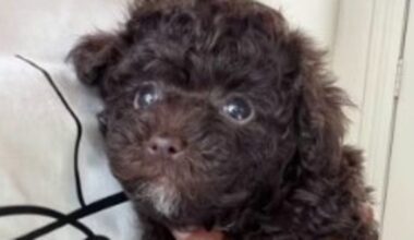 Small dog killed in attack at Johnnie Steele Dog Park in Houston