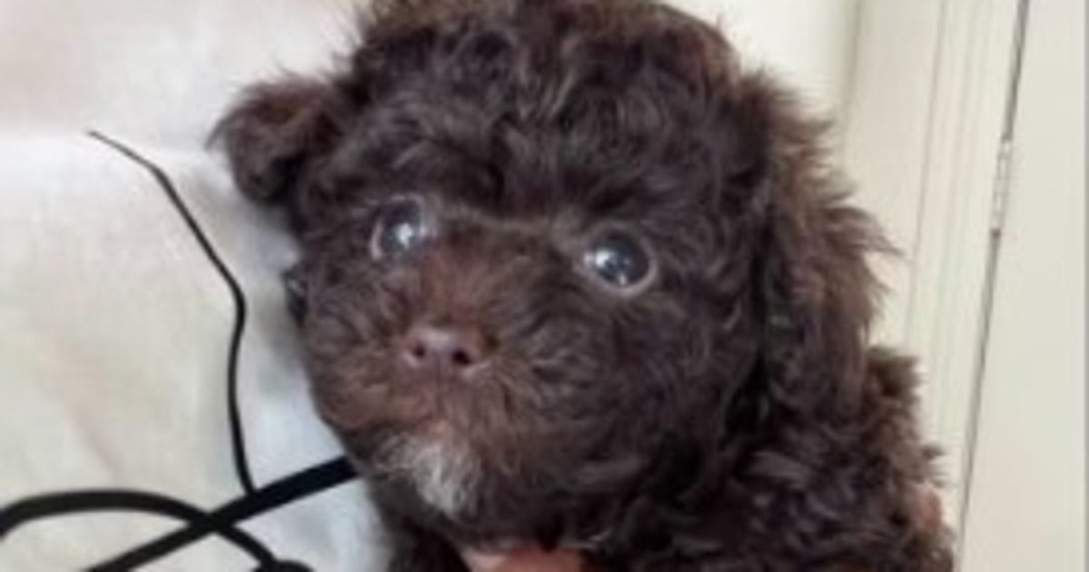 Small dog killed in attack at Johnnie Steele Dog Park in Houston