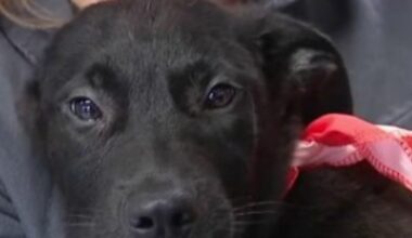 Forget flowers: Houston-area animal shelter offering free Valentine’s Day pet foster program