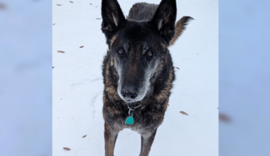 Cherished Fort Worth police K9 Nico dies while living in retirement with his handler