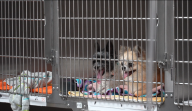 PAAC awarded $500,000 in state funding