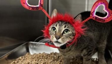 Gulf Coast Humane Society offers Valentine's revenge fundraiser for $10
