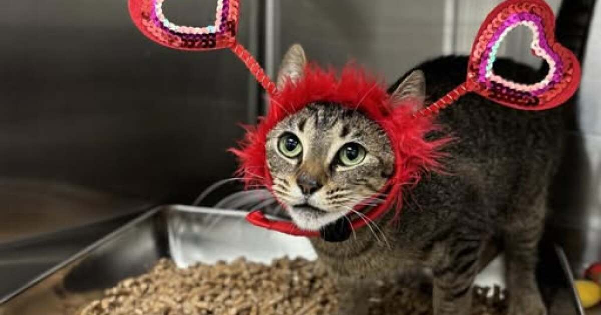 Gulf Coast Humane Society offers Valentine's revenge fundraiser for $10