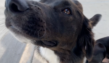 animal care leadership in limbo