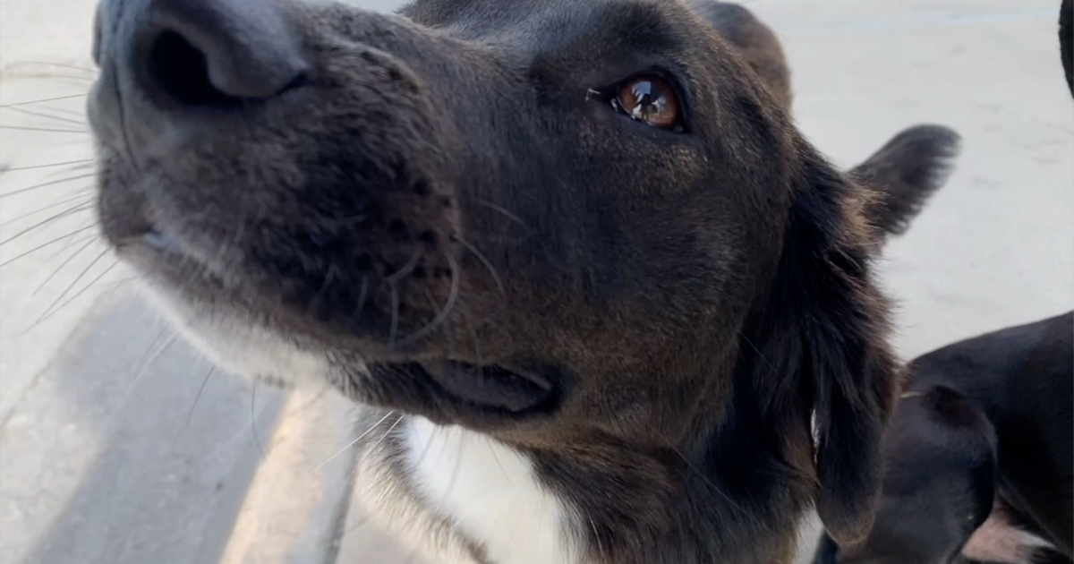 animal care leadership in limbo