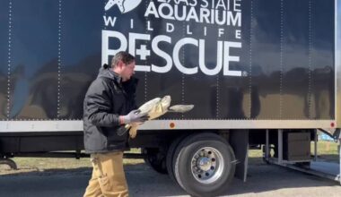 Texas aquarium rescues 332 sea turtles during cold snap emergency