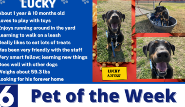 Pet of the Week: Lucky