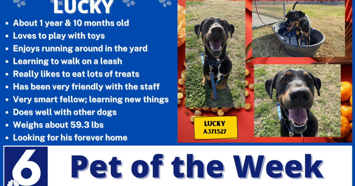 Pet of the Week: Lucky