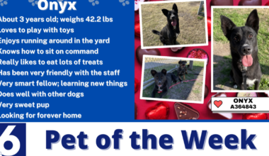 Pet of the Week: Onyx