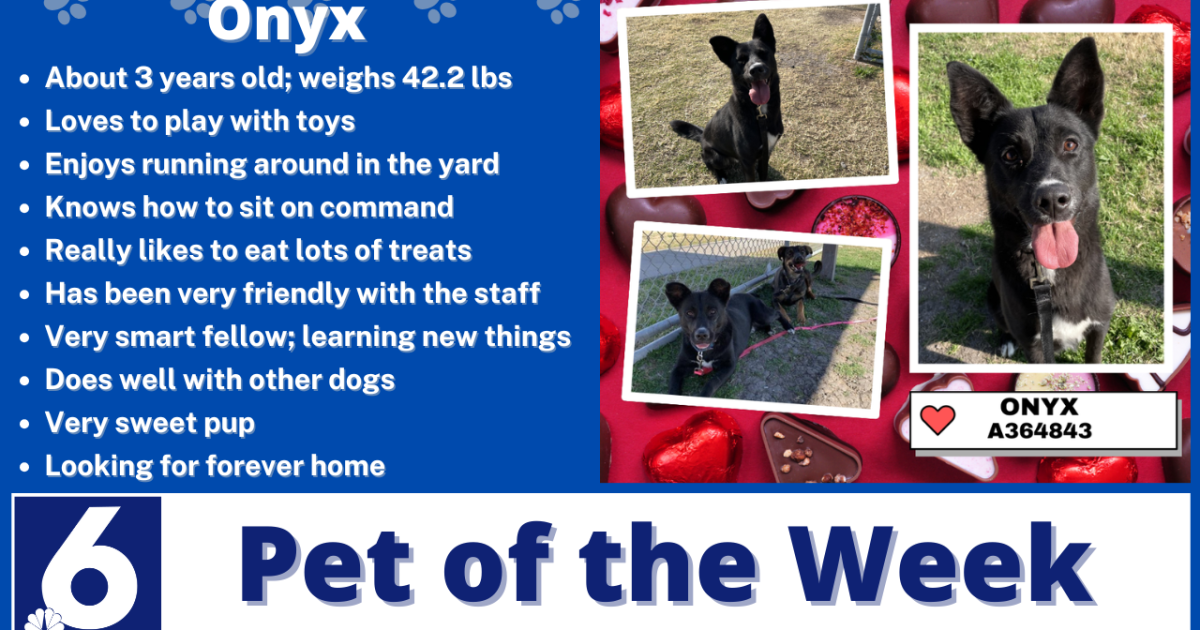 Pet of the Week: Onyx