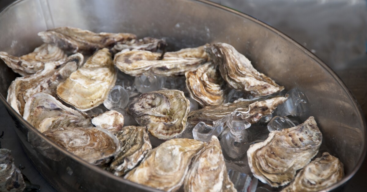 Texas Oyster Round Up Returns to Corpus Christi