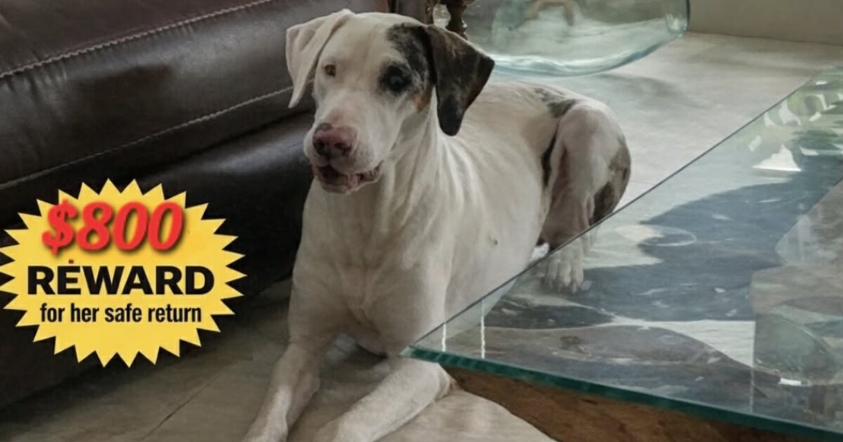 Deaf & blind dog missing in Corpus Christi