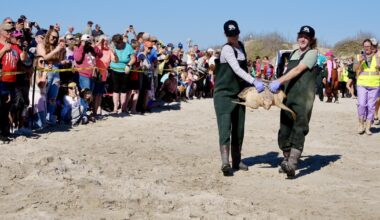 Sea turtles return to Gulf waters after successful rehabilitation