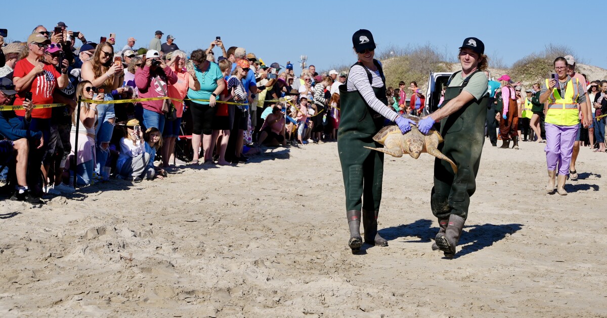Sea turtles return to Gulf waters after successful rehabilitation