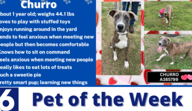 Pet of the Week: Churro