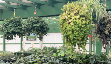 Central Texas faces dry weather as warm temperatures triggers early blooms