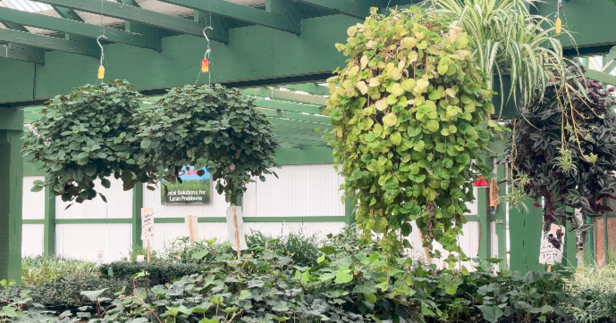 Central Texas faces dry weather as warm temperatures triggers early blooms