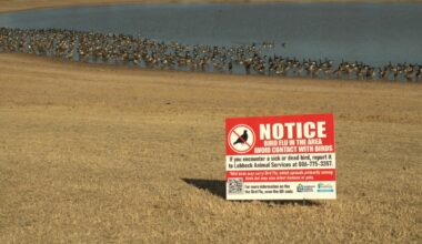 Bird flu continues to spread in Lubbock, but it may not have reached its peak