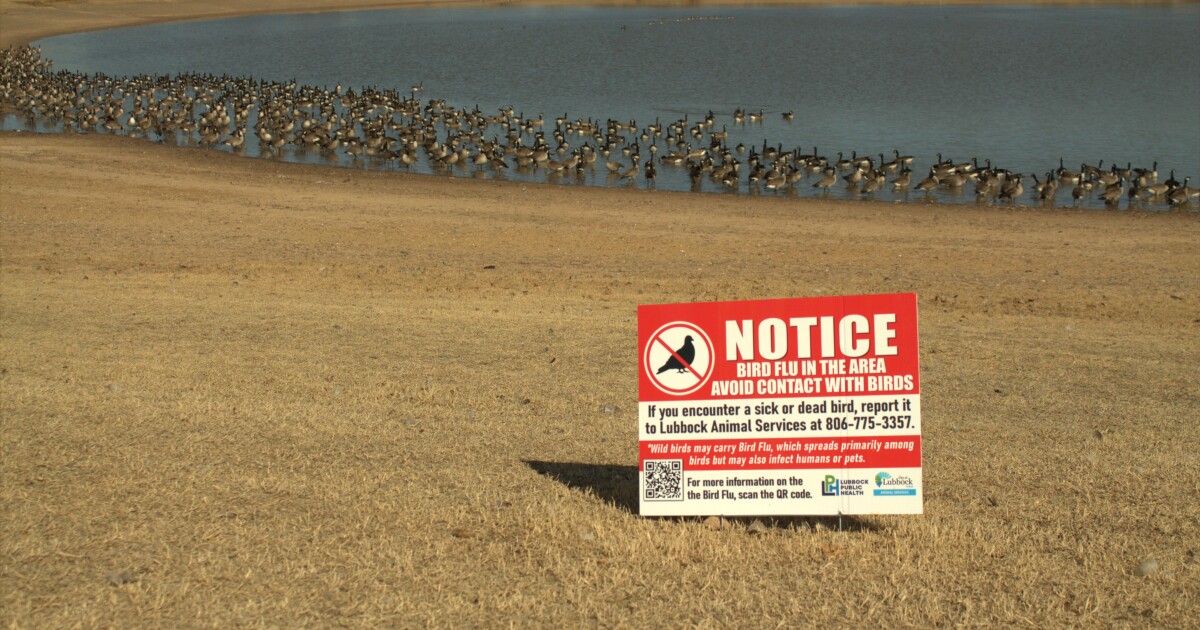 Bird flu continues to spread in Lubbock, but it may not have reached its peak