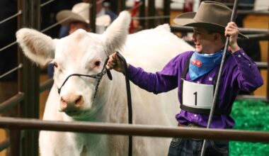 White Castle, Fort Worth Stock Show’s grand champion steer, sells for a record $550,000