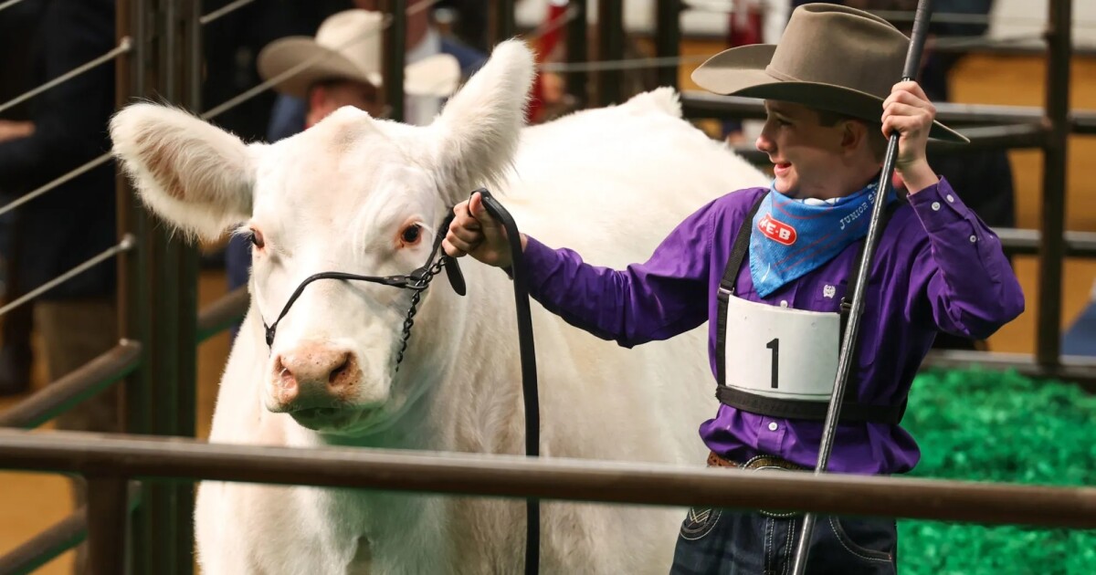 White Castle, Fort Worth Stock Show’s grand champion steer, sells for a record $550,000