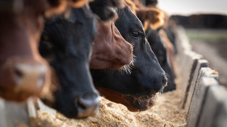 Lubbock Feeders Closure Signals Deeper Strain on U.S. Cattle Infrastructure