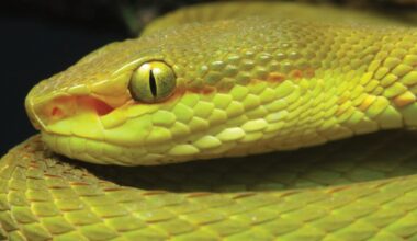 Slither, Soar and Sing This Weekend