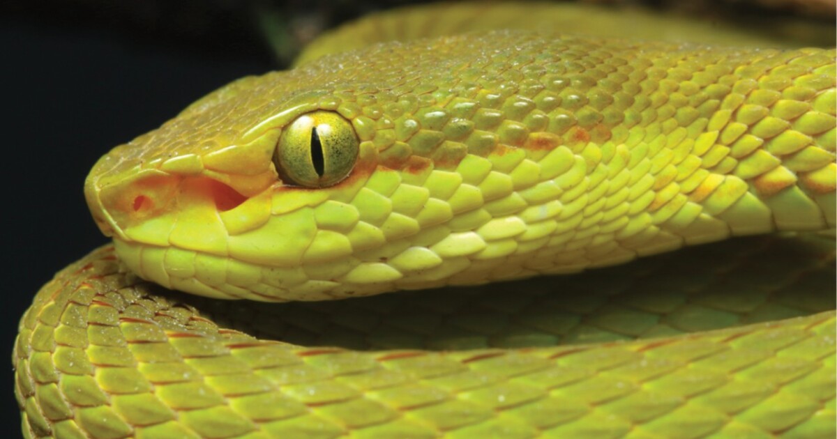 Slither, Soar and Sing This Weekend