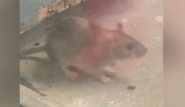 Residents raise health concerns at Northeast Houston apartment complex