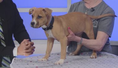 TUESDAY TAILS: Meet Snow White from the SPCA of East Texas