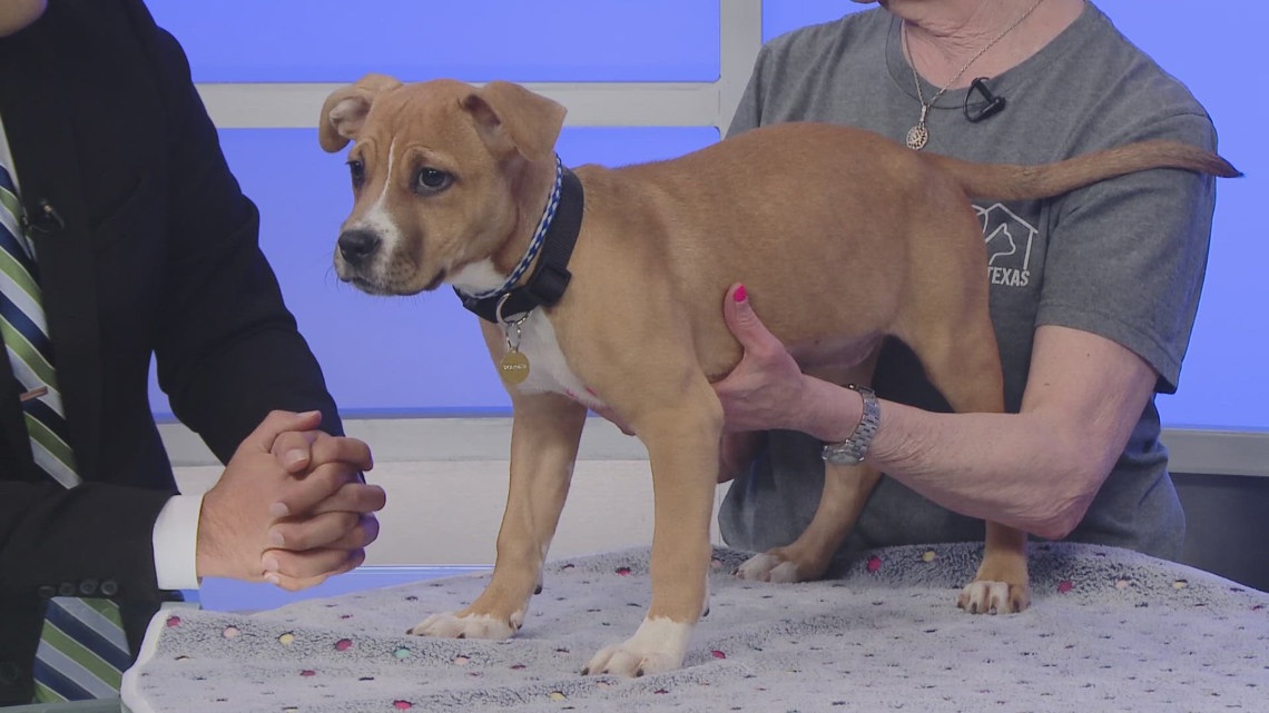 TUESDAY TAILS: Meet Snow White from the SPCA of East Texas