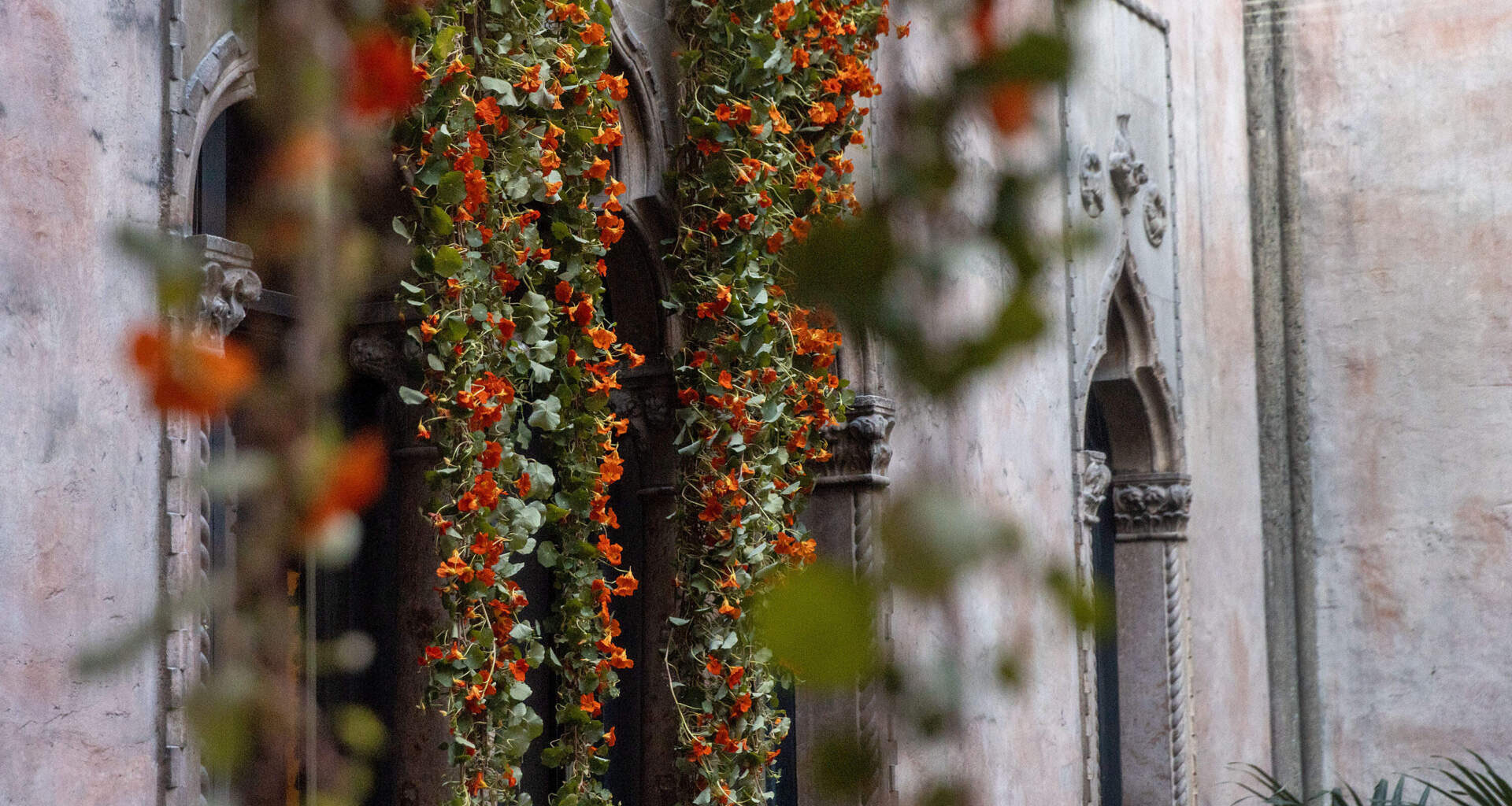 Nasturtium vines waiting to be placed on display in the courtyard at the Isabella Stewart Gardner Museum. (Robin Lubbock/WBUR)
