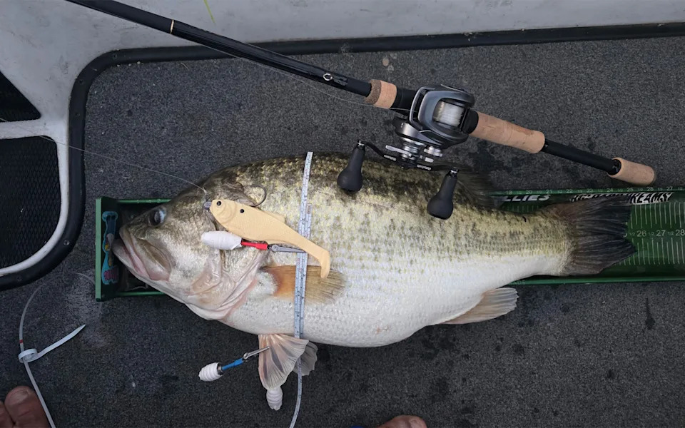 A trophy largemouth on the deck of a bass boat.