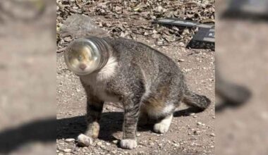 Concern growing among San Antonians for cat with jar stuck on its head