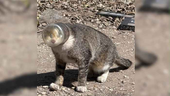 Concern growing among San Antonians for cat with jar stuck on its head