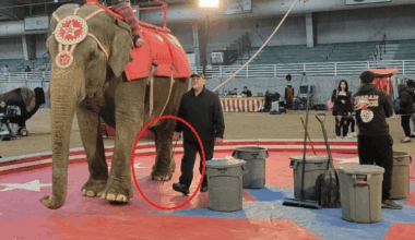 Will Abused Elephant With History of Escapes Run Amok on Lubbock Streets? PETA to Alert Families to Circus Danger