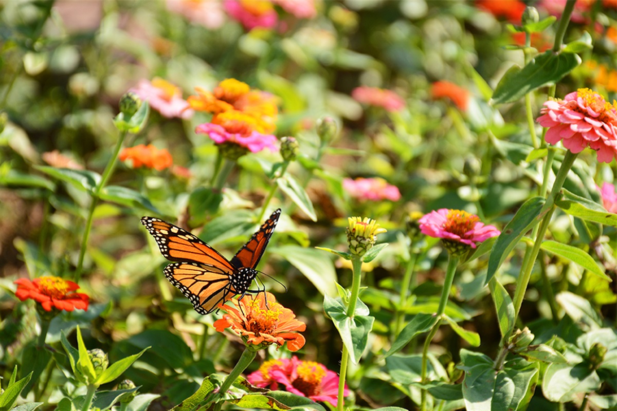 Free Event: Learn About Native Plants, Pollinators on March 12, 2026