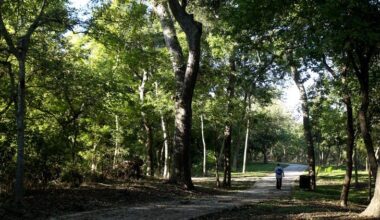 How bad will Austin allergies be in 2026?