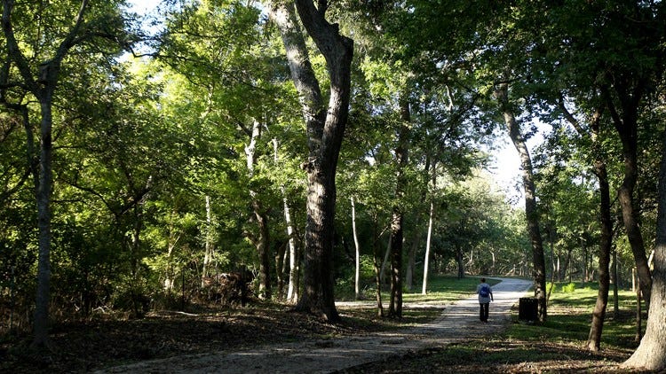 How bad will Austin allergies be in 2026?