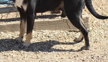 Good Day Good Dog: Vinny!