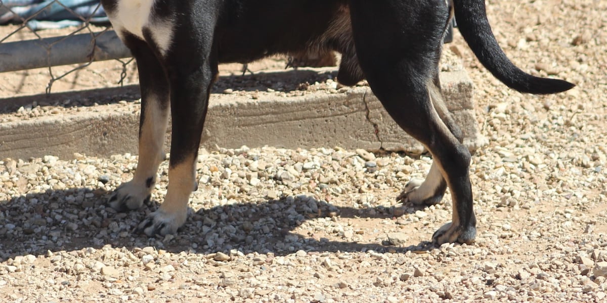 Good Day Good Dog: Vinny!