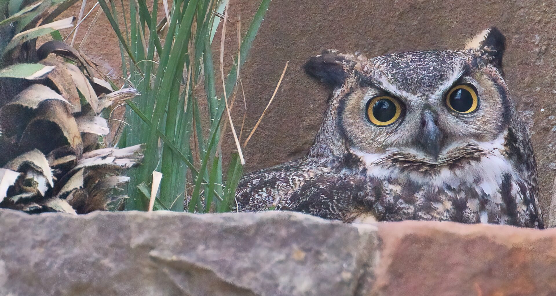 Community members attend a town hall to address community concerns about Austin police officers cooperating with federal immigration agents at Govalle Elementary School in Austin Thursday, Feb. 5, 2026.