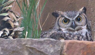Community members attend a town hall to address community concerns about Austin police officers cooperating with federal immigration agents at Govalle Elementary School in Austin Thursday, Feb. 5, 2026.