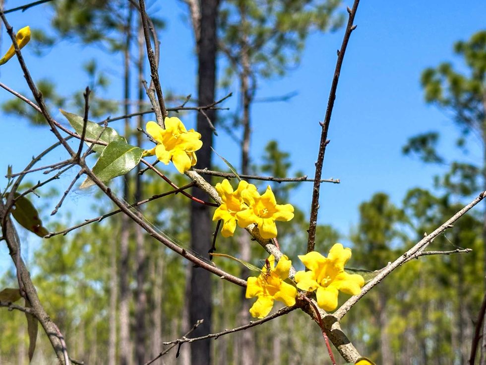 Carolina Jessamine, yellow wildflowers in a forest